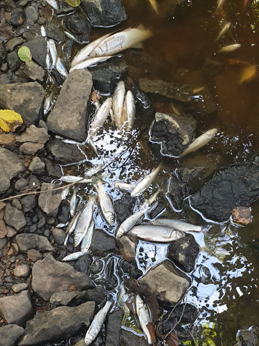 les-poissons-du-ruisseau-de-benusse-sont-tous-morts1.jpg