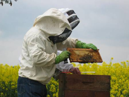abeilles0017.jpg